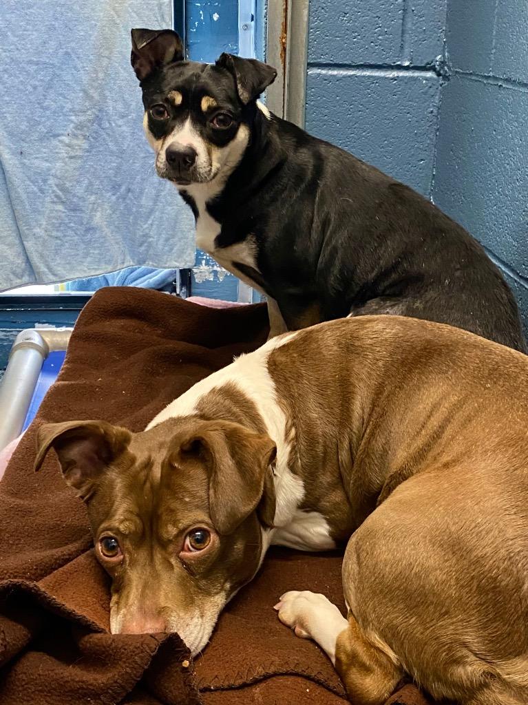 Maggie, Adoptable, Adult Female Terrier.