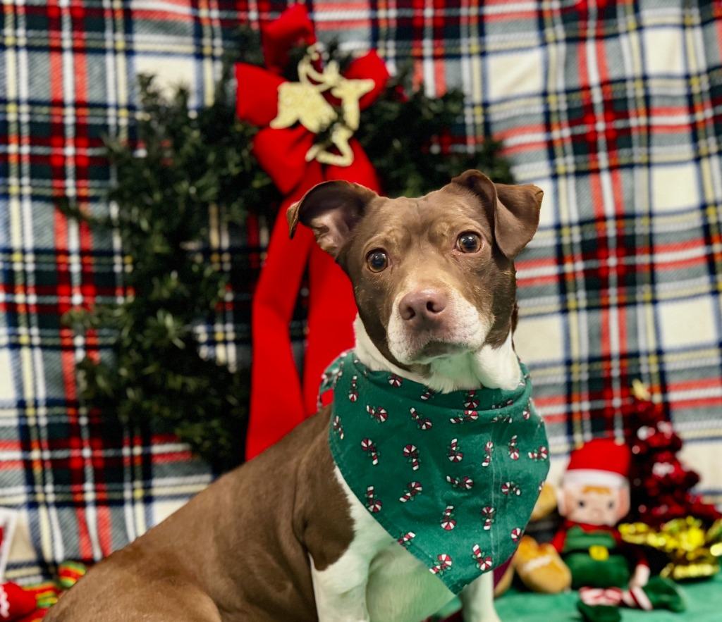 Enlarge Maggie, a Adoptable Terrier in Grants Pass, OR image 5/6