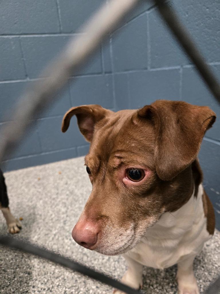 Enlarge Maggie, a Adoptable Terrier image 2/4