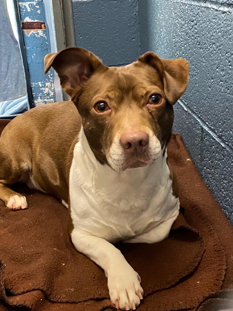 Enlarge Maggie, a Adoptable Terrier image 3/4