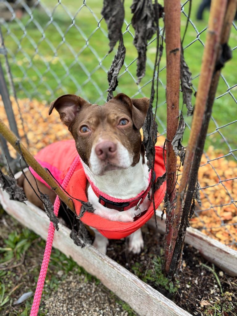Enlarge Maggie, a Adoptable Terrier in Grants Pass, OR image 6/6