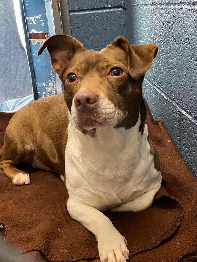 Enlarge Maggie, a Adoptable Terrier image 4/4