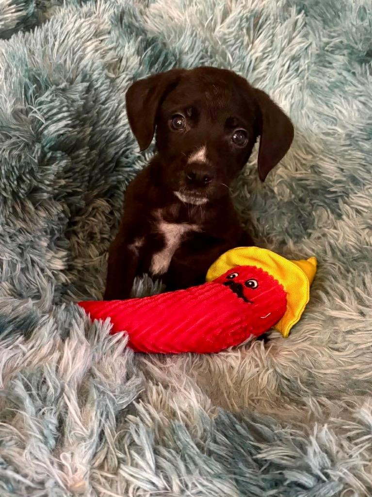 Kevin Hart, Adoptable, Puppy Male Boxer & Mixed Breed.