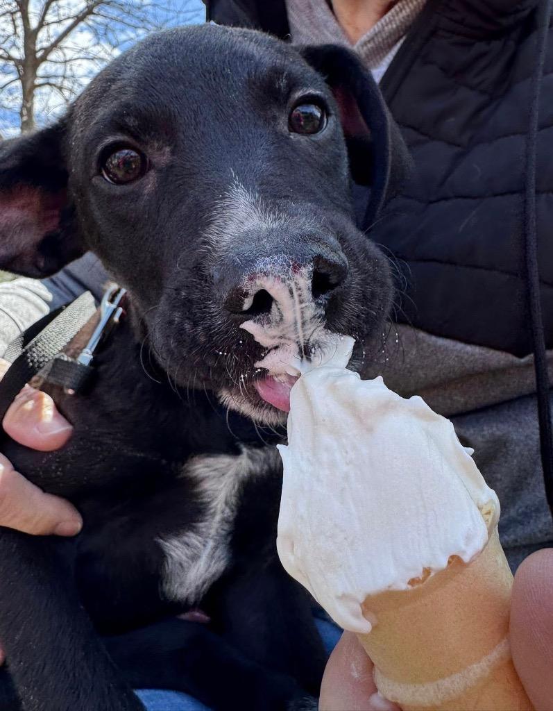 Enlarge Kevin Hart, a Adoptable mixed breed in Urbandale, IA image 3/3