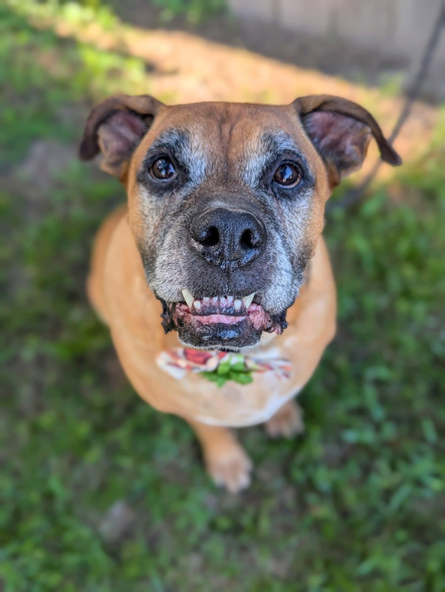 Tonka, a Adoptable mixed breed in Mendham, NJ image 2/4