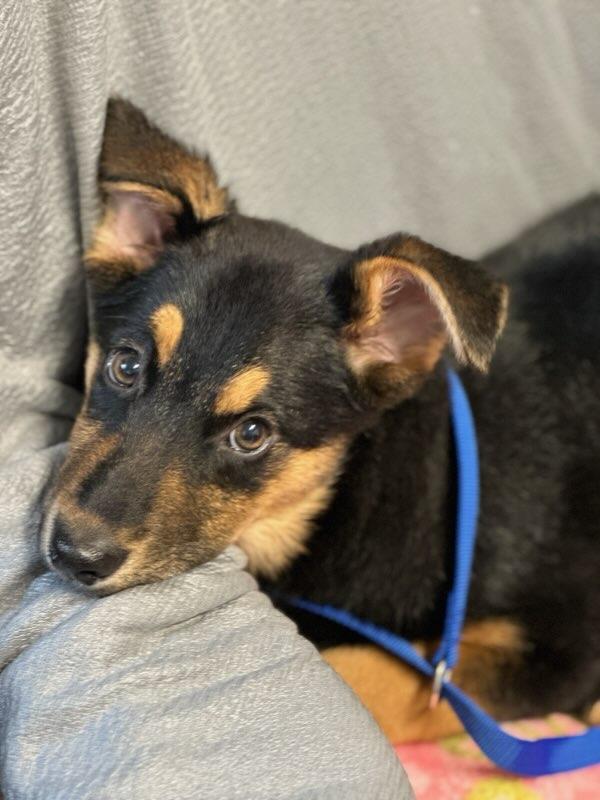 Enlarge Posie, an adopted German Shepherd Dog in Colusa, CA image 4/6