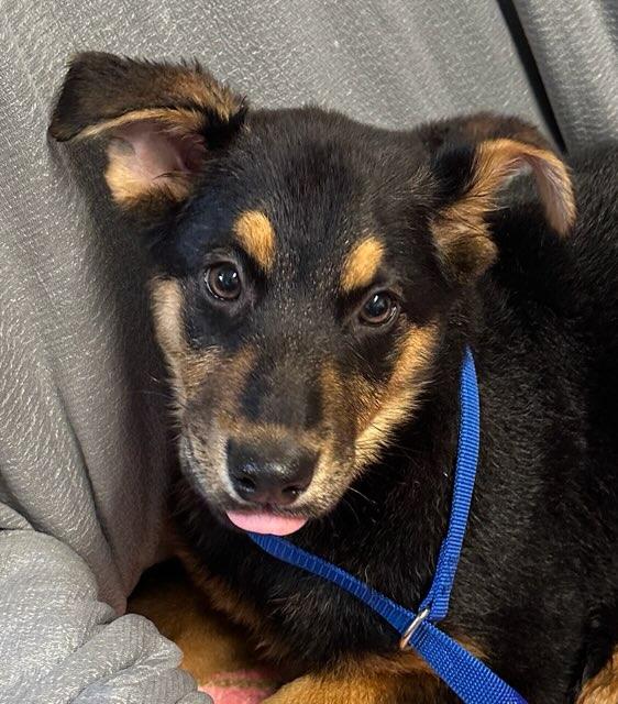 Enlarge Posie, an adopted German Shepherd Dog in Colusa, CA image 3/6