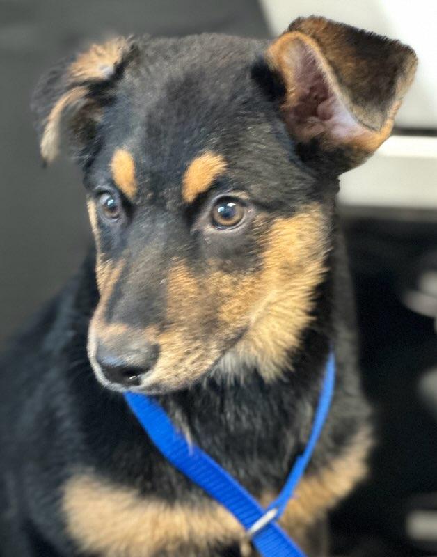 Enlarge Posie, an adopted German Shepherd Dog in Colusa, CA image 6/6