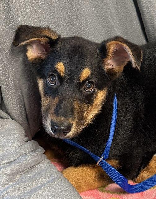 Enlarge Posie, an adopted German Shepherd Dog in Colusa, CA image 2/6