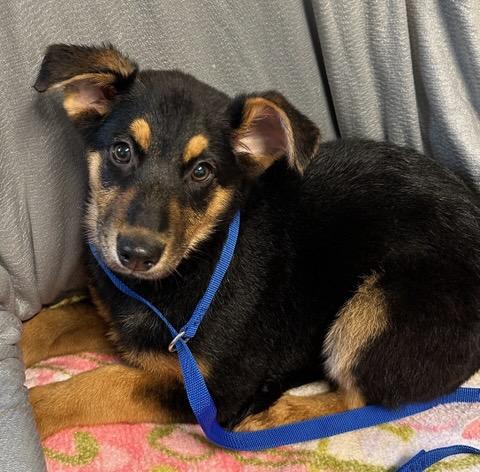 Enlarge Posie, an adopted German Shepherd Dog in Colusa, CA image 1/6