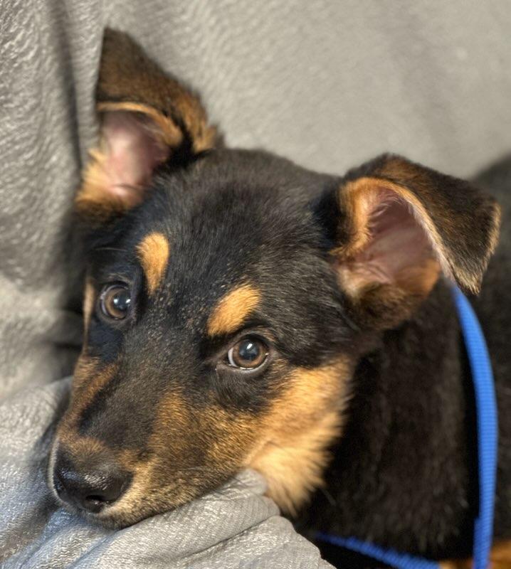 Enlarge Posie, an adopted German Shepherd Dog in Colusa, CA image 5/6