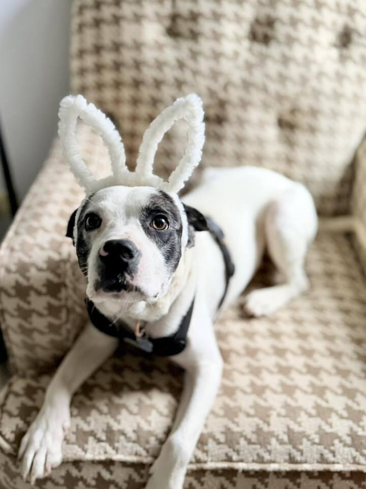 Peperoncini, Adoptable, Puppy Male Terrier.