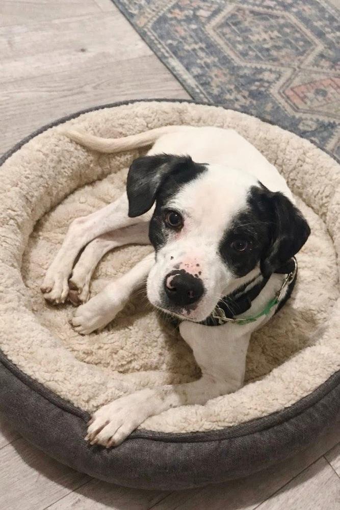 Enlarge Peperoncini, a Adoptable mixed breed in Mundelein, IL image 2/3