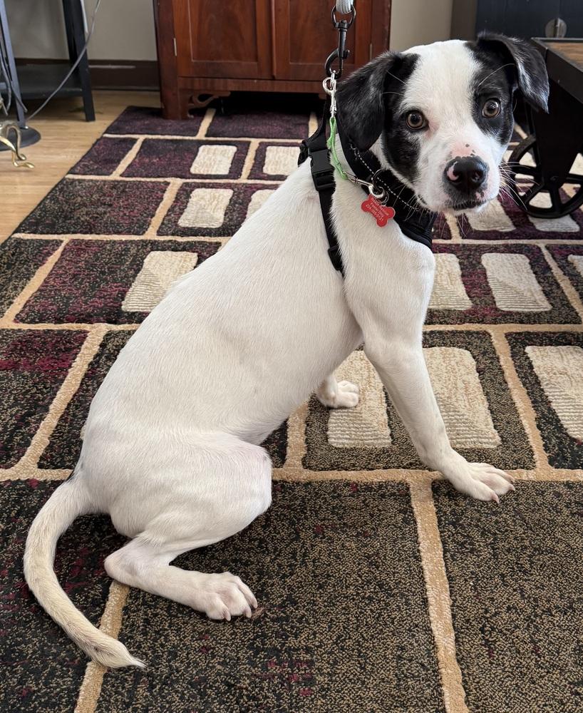 Enlarge Peperoncini, a Adoptable mixed breed in Mundelein, IL image 3/3