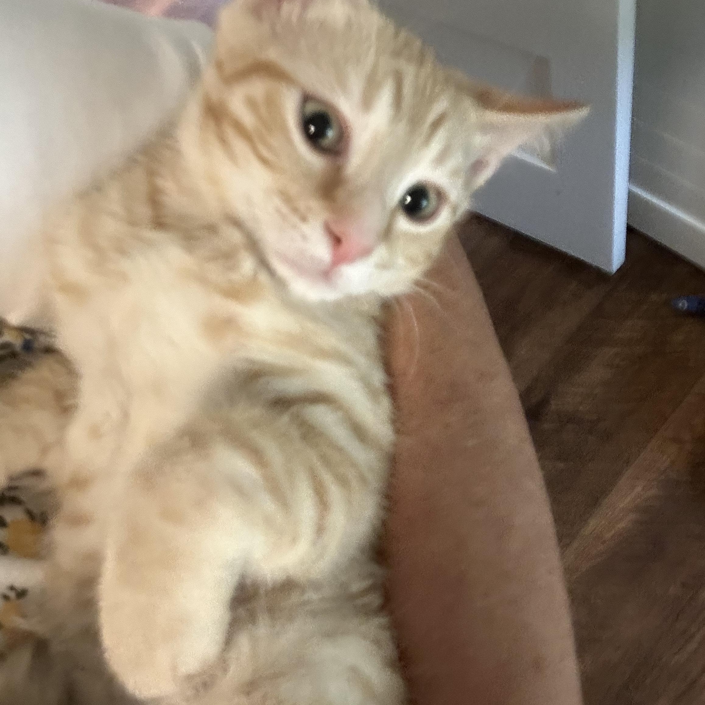 O'malley thumbnail 2