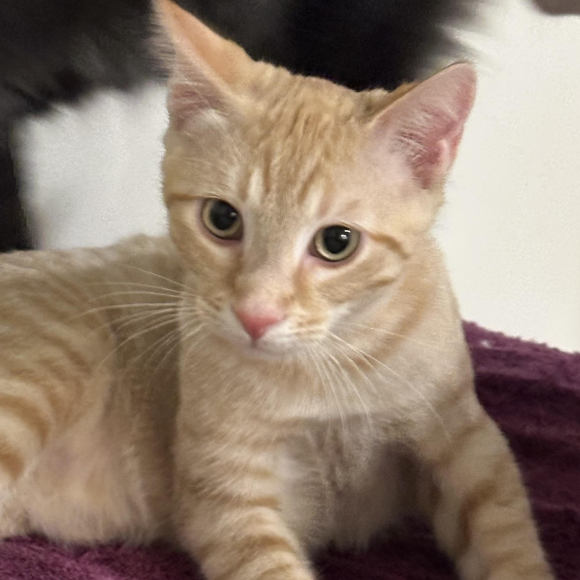 O'malley thumbnail 5