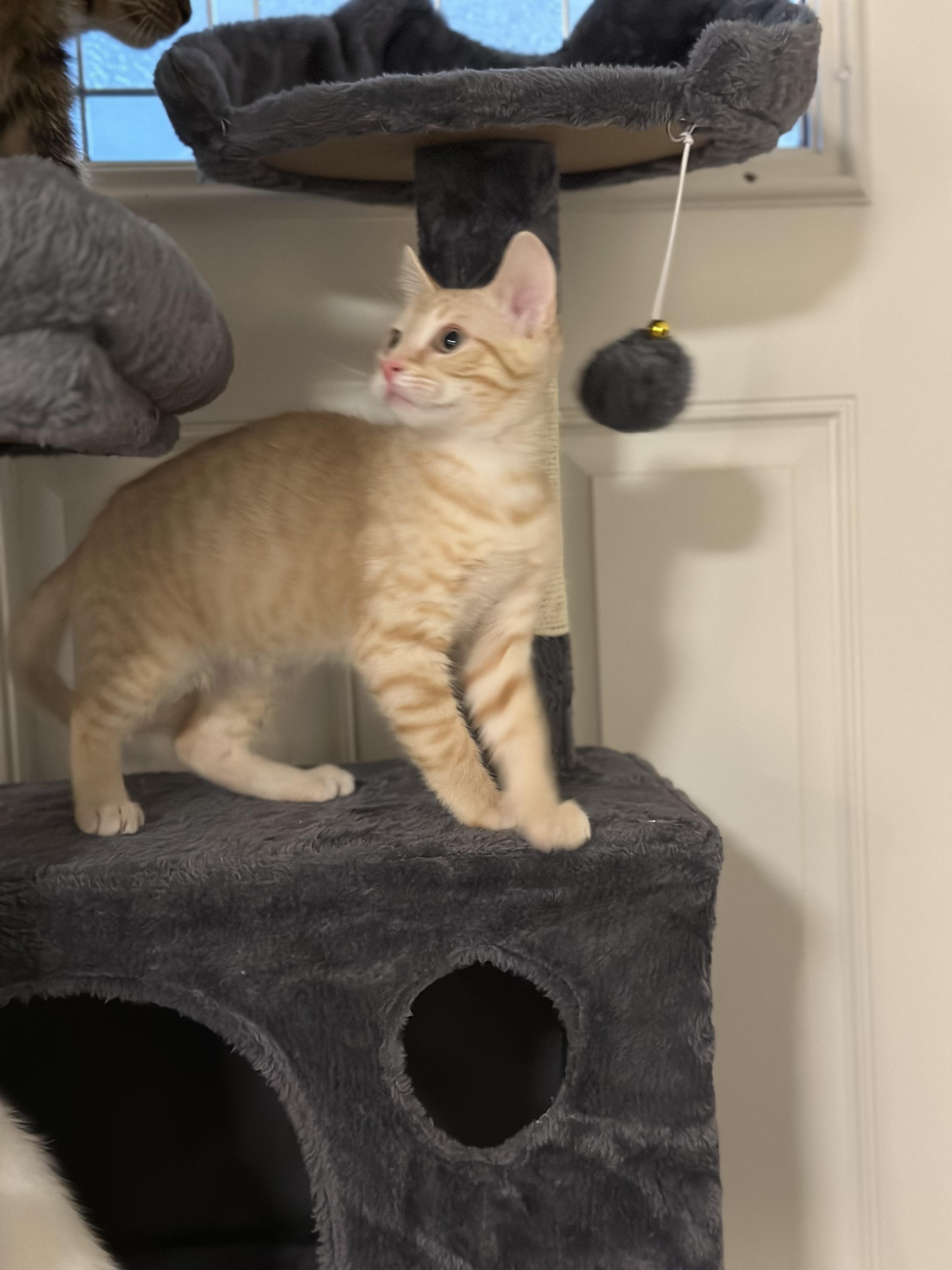 O'malley thumbnail 3