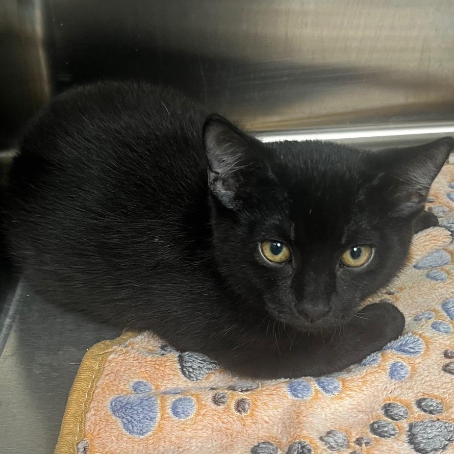 Cougar, Adoptable, Young Female Domestic Short Hair & Domestic Short Hair.