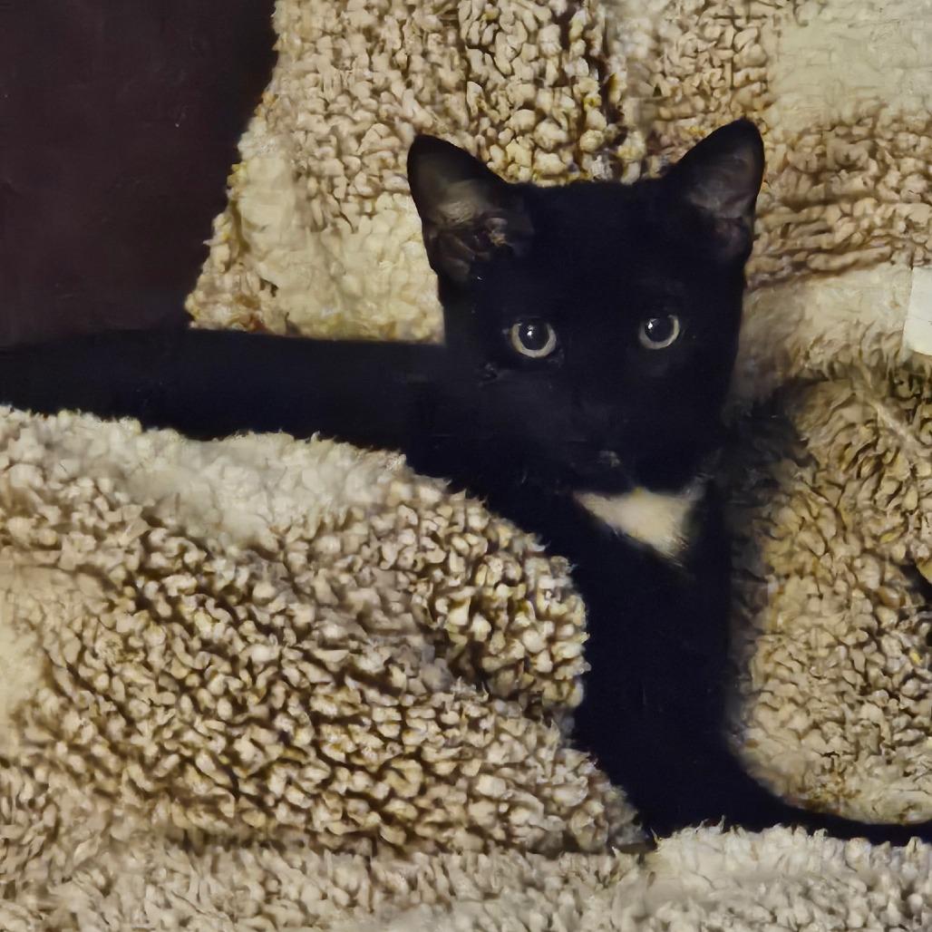 Enlarge Cougar, a Adoptable mixed breed in La Grange, KY image 2/2