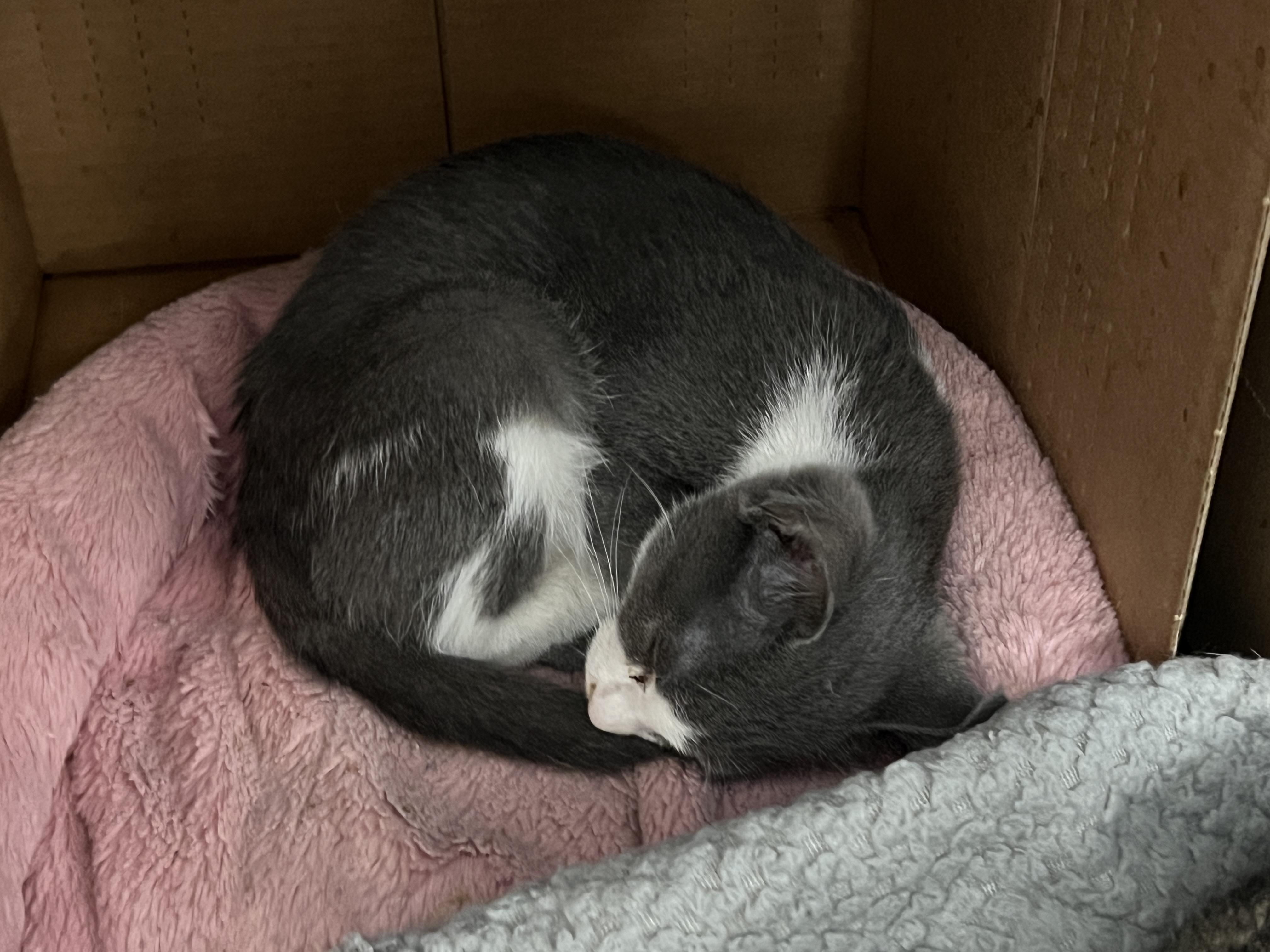 Enlarge Dani, a ADOPTABLE mixed breed in Palmetto, FL image 2/2