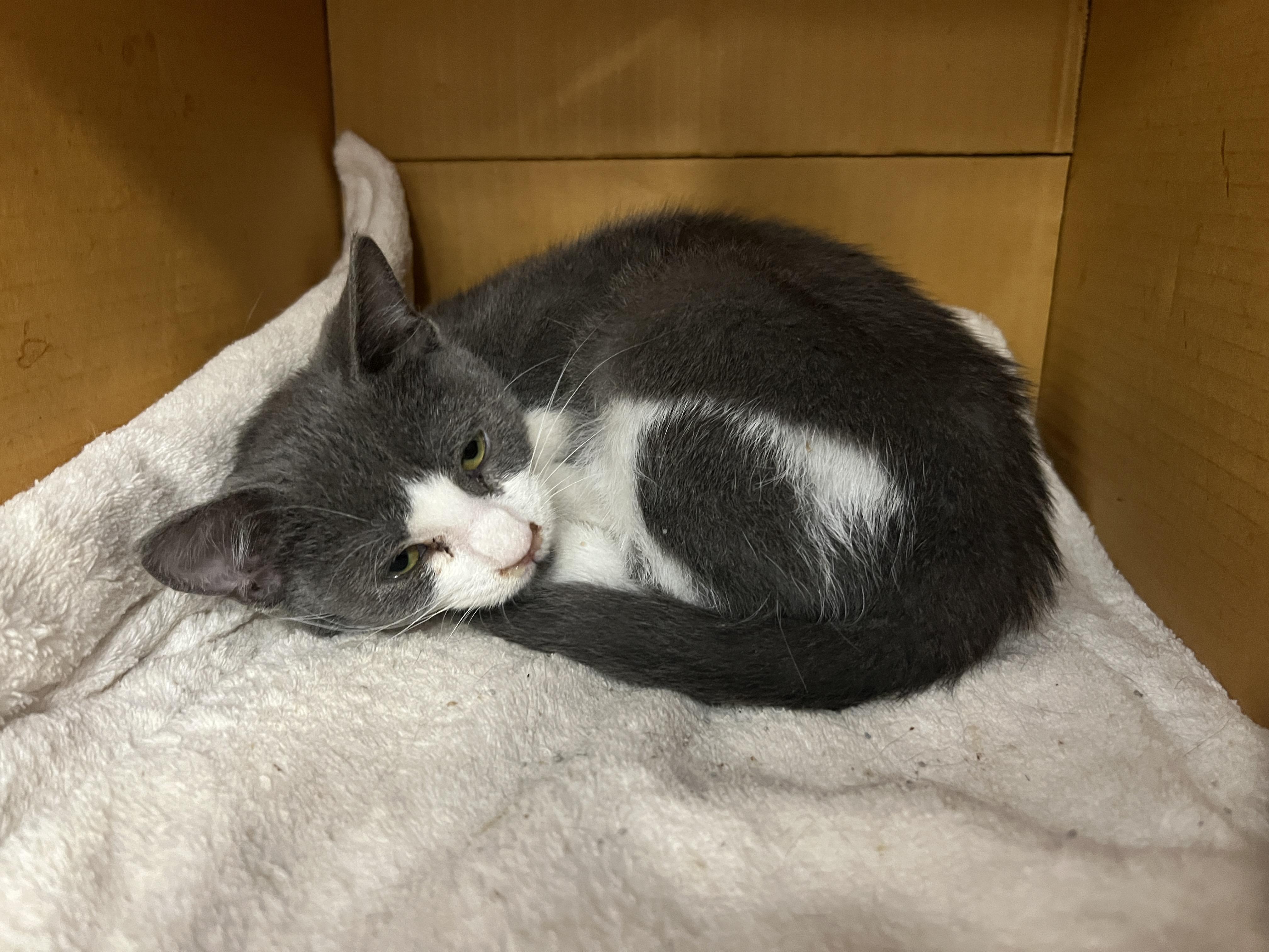 Dani, ADOPTABLE, Kitten Female Domestic Short Hair.