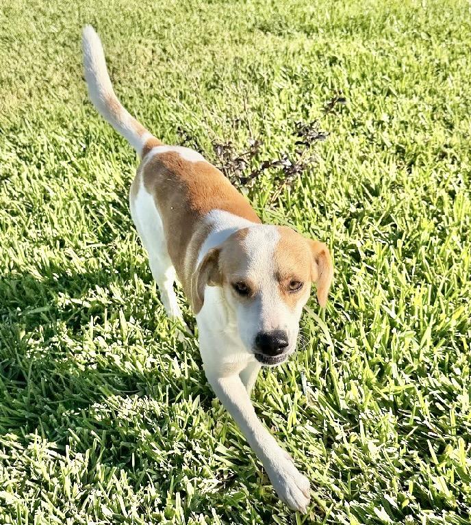 Enlarge Brownie, a Adoptable mixed breed in Eagan, MN image 6/6