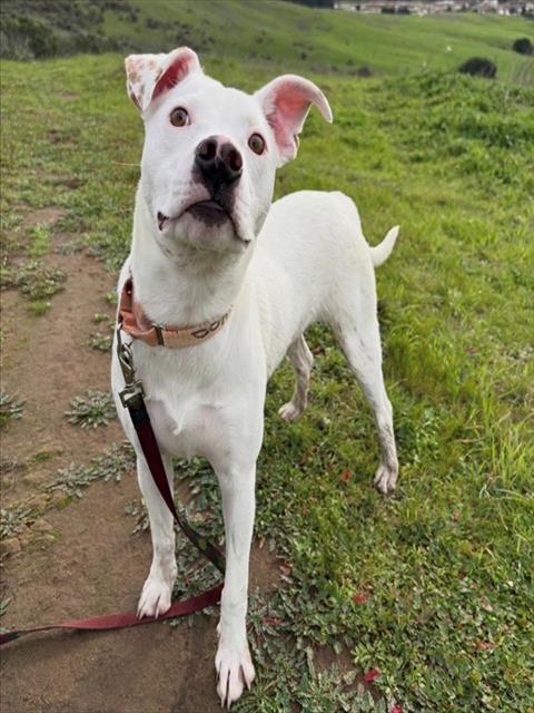 DANDY, Adoptable, Young Male Border Collie & Mixed Breed.