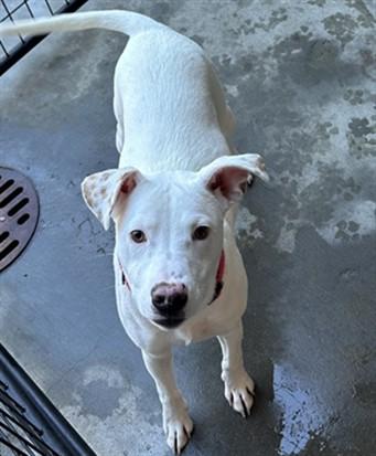 DANDY, Adoptable, Young Male Border Collie & Mixed Breed.