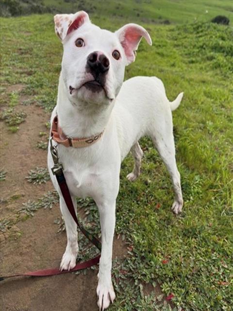 DANDY, Adoptable, Young Male Border Collie & Mixed Breed.