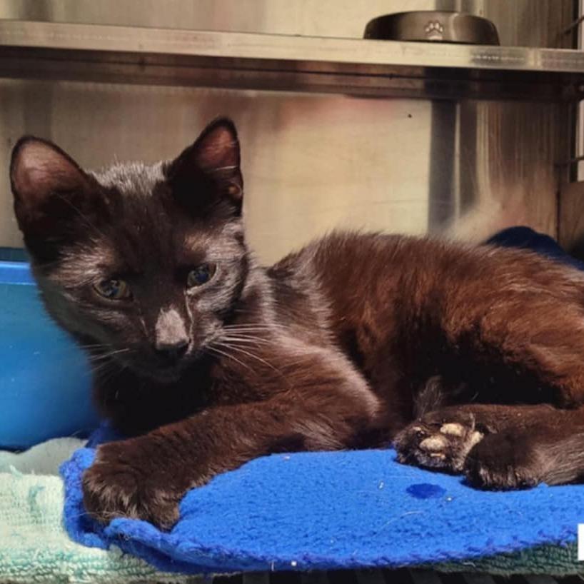 Enlarge Poptart, a Adoptable Domestic Short Hair in Richmond, IN image 1/1