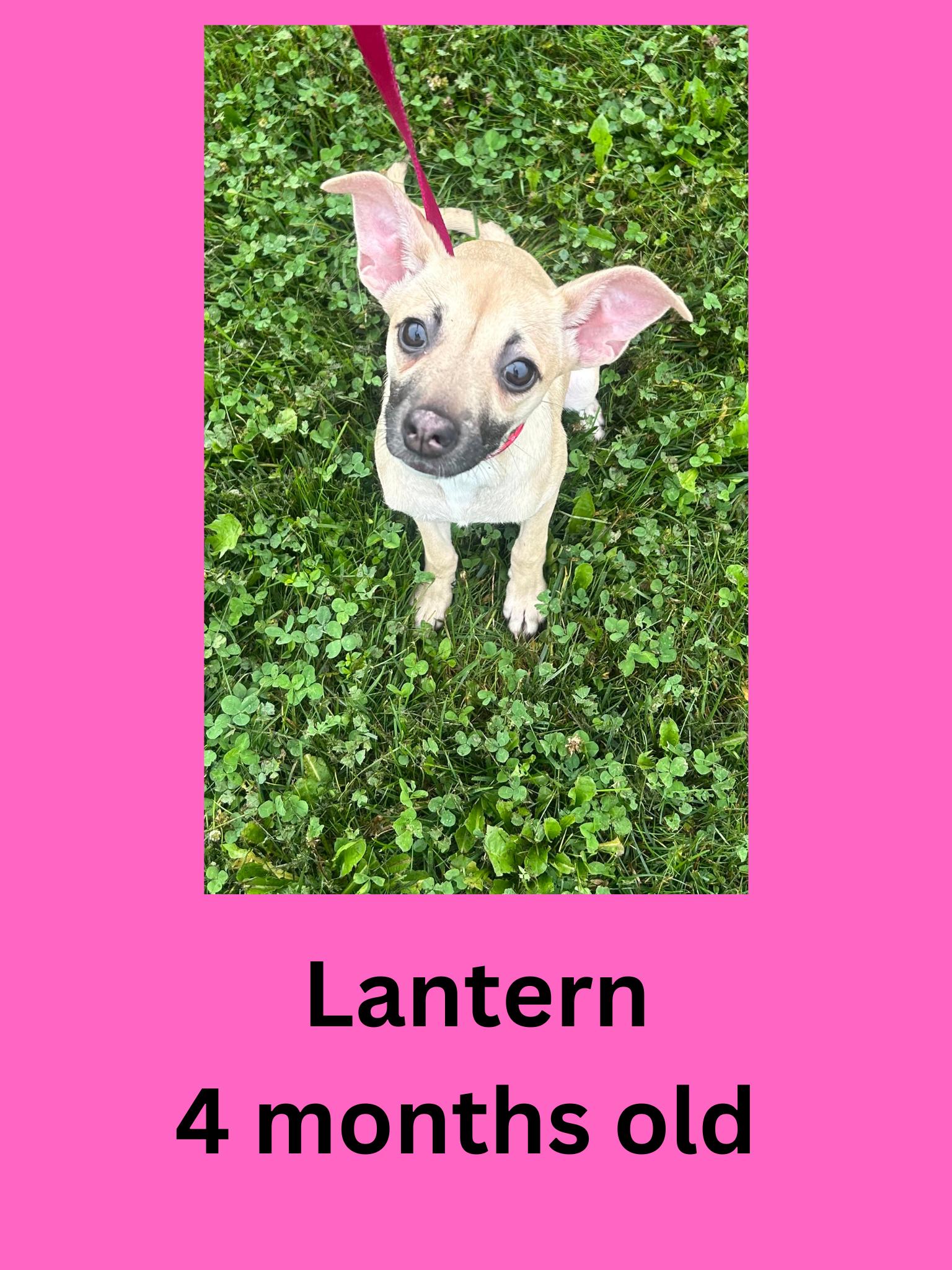 Lantern, adopted, Young Female Terrier.