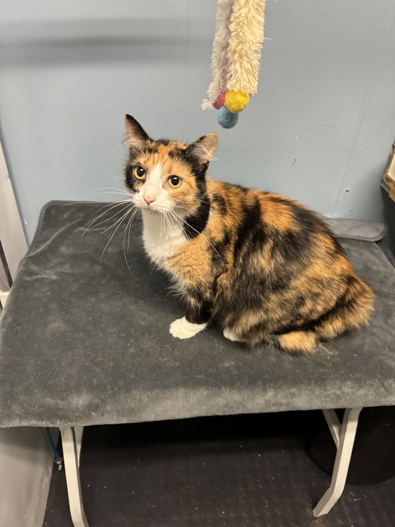 Enlarge Zelda, a Adoptable Calico in Hoopeston, IL image 1/1