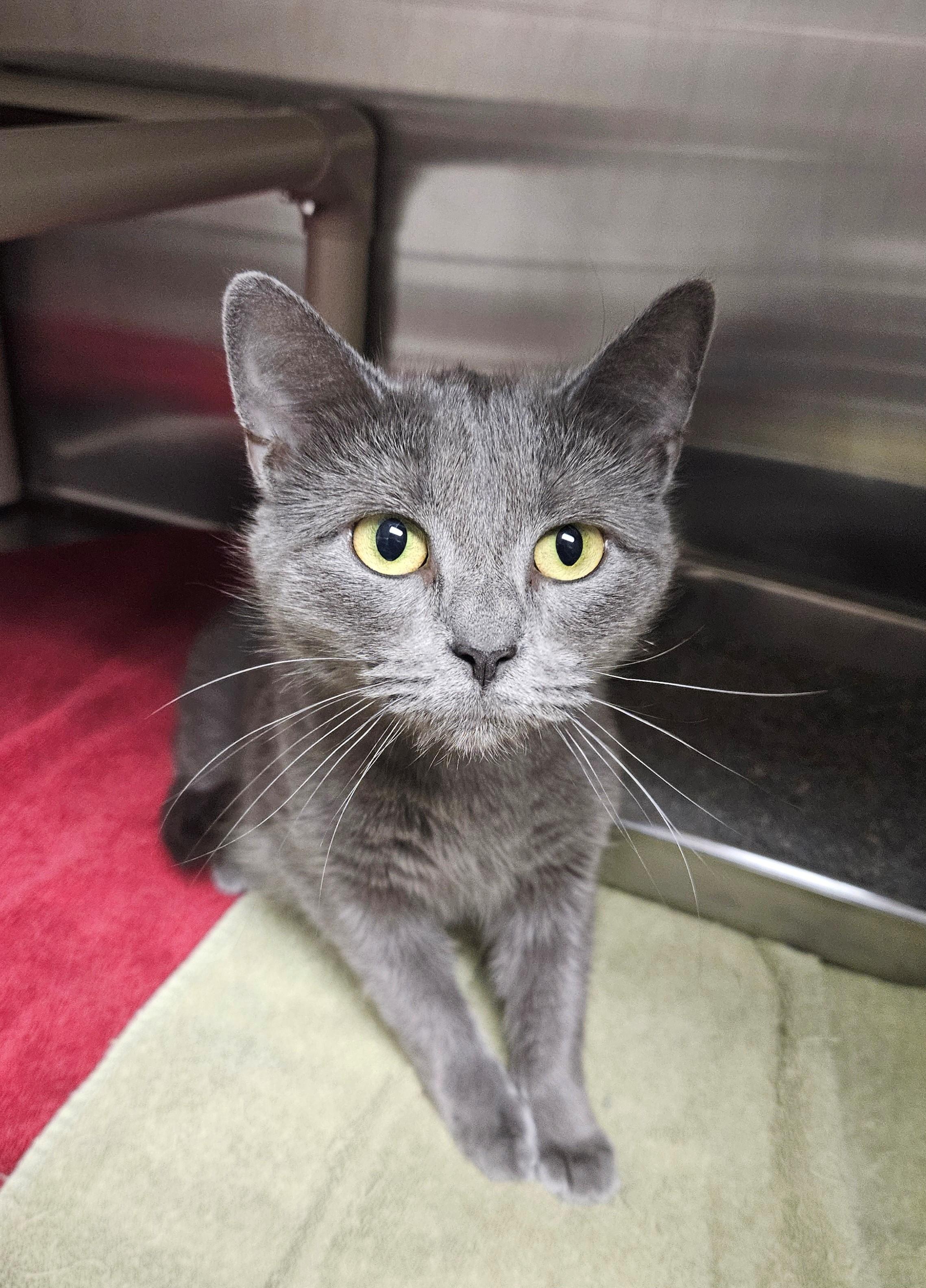 Enlarge Nikki, a ADOPTABLE Domestic Short Hair in Bluffton, IN image 1/1