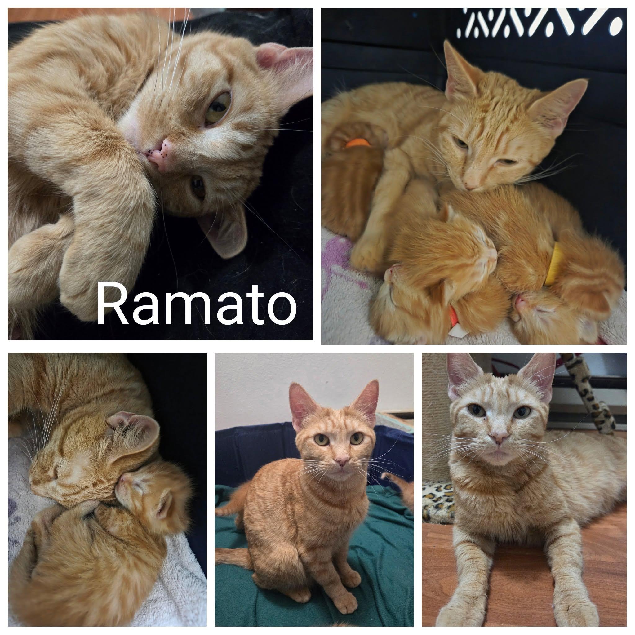 Ramato, Adoptable, Adult Female Domestic Short Hair.
