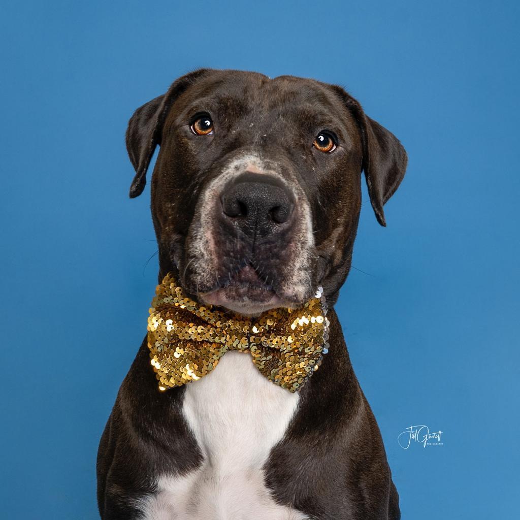 Elvis, Adoptable, Adult Male American Staffordshire Terrier.