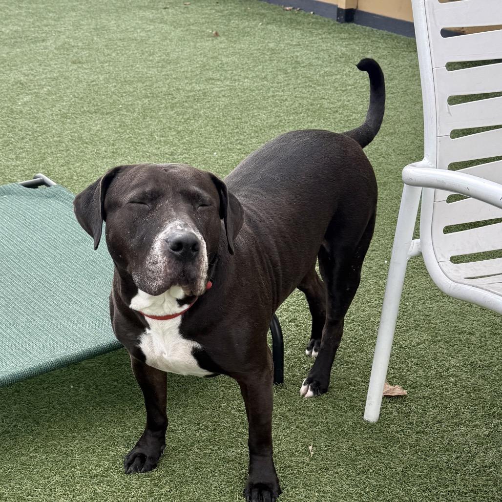 Enlarge Elvis, a Adoptable American Staffordshire Terrier in Houston, TX image 2/6