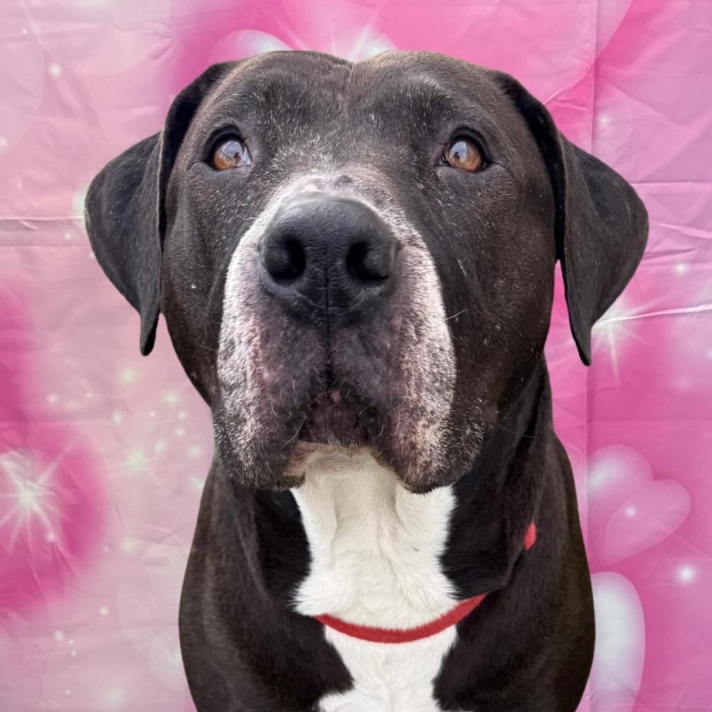 Enlarge Elvis, a Adoptable American Staffordshire Terrier in Houston, TX image 3/6