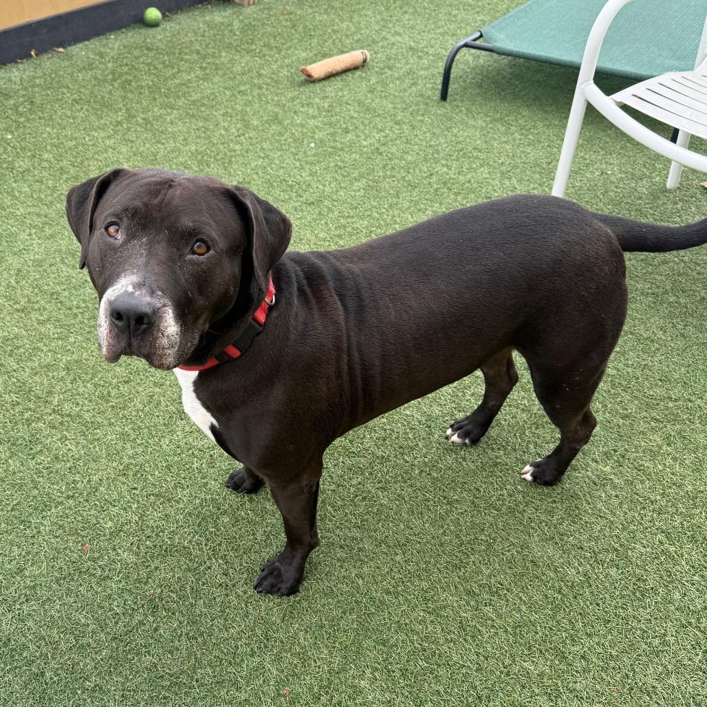 Enlarge Elvis, a Adoptable American Staffordshire Terrier in Houston, TX image 4/6