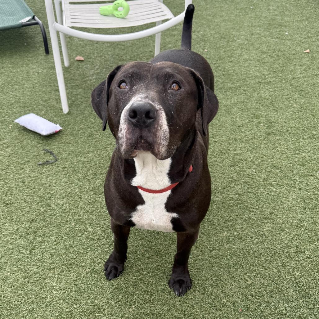 Enlarge Elvis, a Adoptable American Staffordshire Terrier in Houston, TX image 5/6