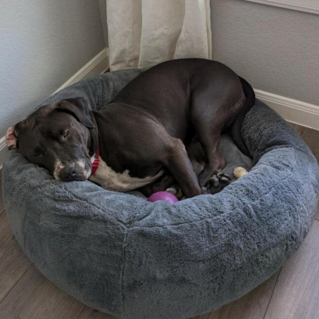 Enlarge Elvis, a Adoptable American Staffordshire Terrier in Houston, TX image 6/6