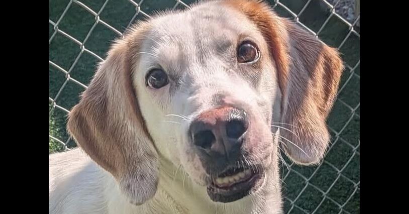 Stuckey, Adoptable, Adult Male Foxhound & English Setter.