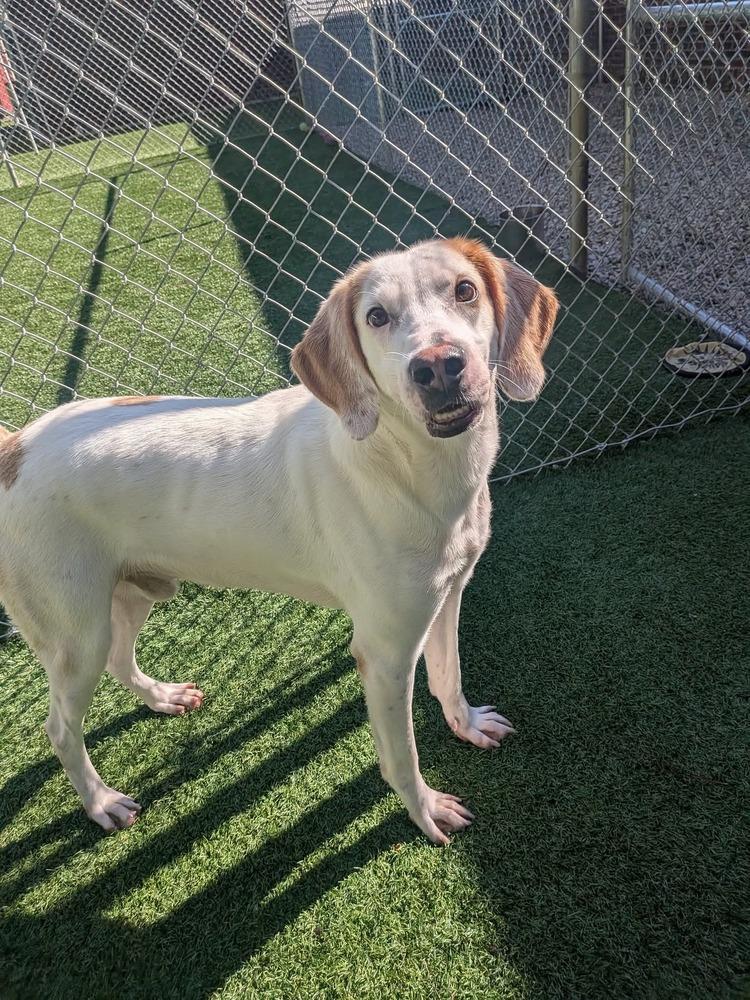 Enlarge Stuckey, a Adoptable mixed breed in Youngsville, NC image 2/3