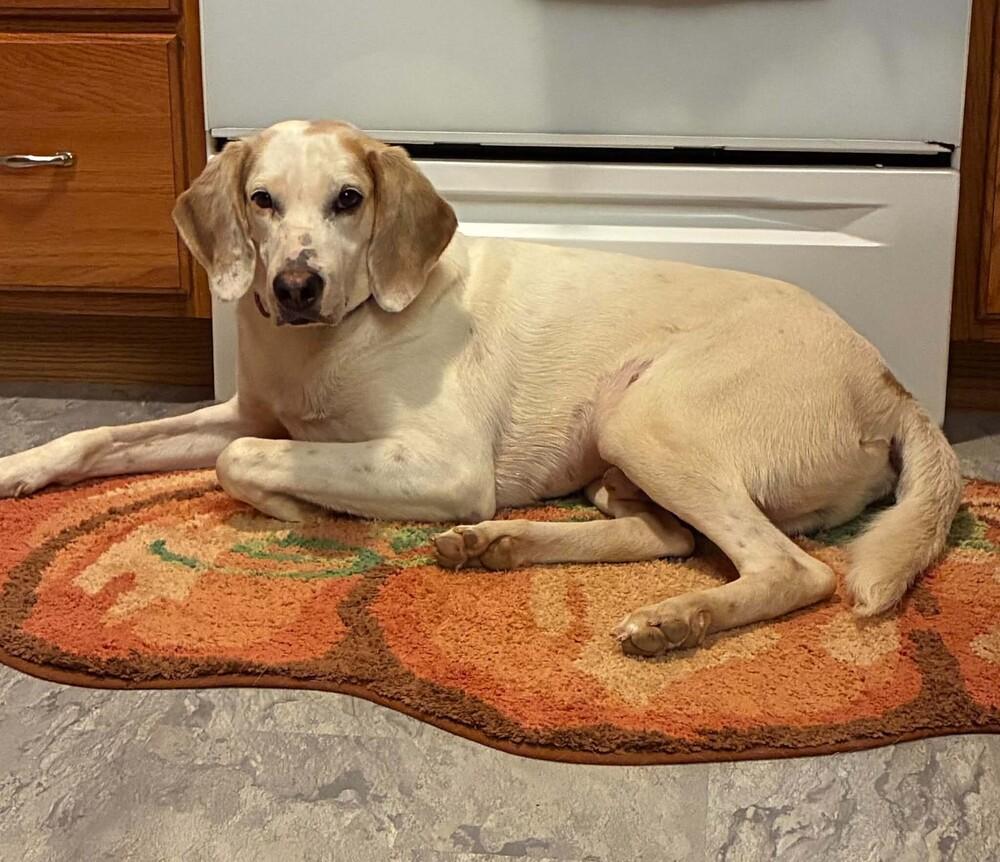 Enlarge Stuckey, a Adoptable mixed breed in Youngsville, NC image 3/3