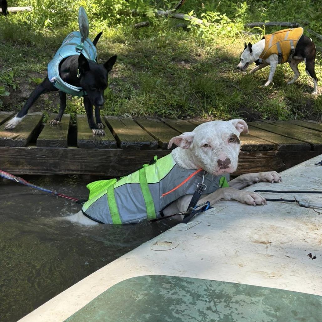 Enlarge Winter, a Adoptable American Staffordshire Terrier in Pittsburgh, PA image 2/6