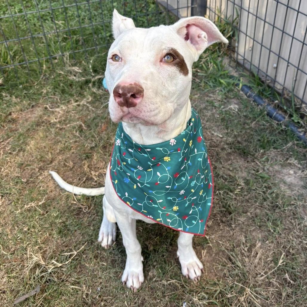 Winter, Adoptable, Adult Female American Staffordshire Terrier.