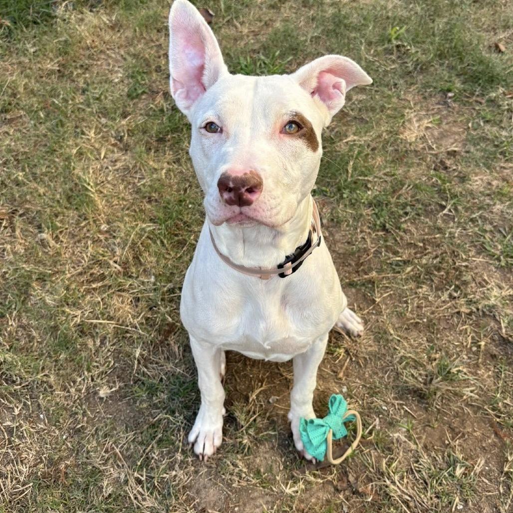 Winter, Adoptable, Adult Female American Staffordshire Terrier.