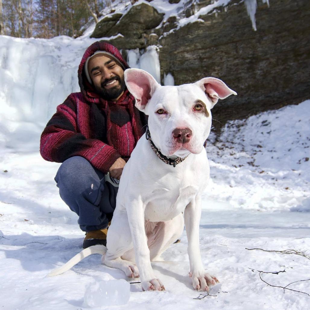 Enlarge Winter, a Adoptable American Staffordshire Terrier in Pittsburgh, PA image 3/6