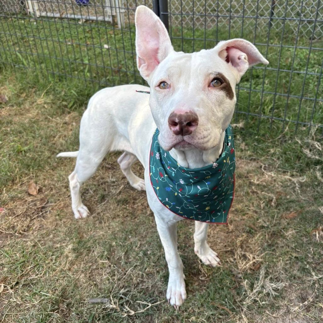 Enlarge Winter, a Adoptable American Staffordshire Terrier in Pittsburgh, PA image 3/5