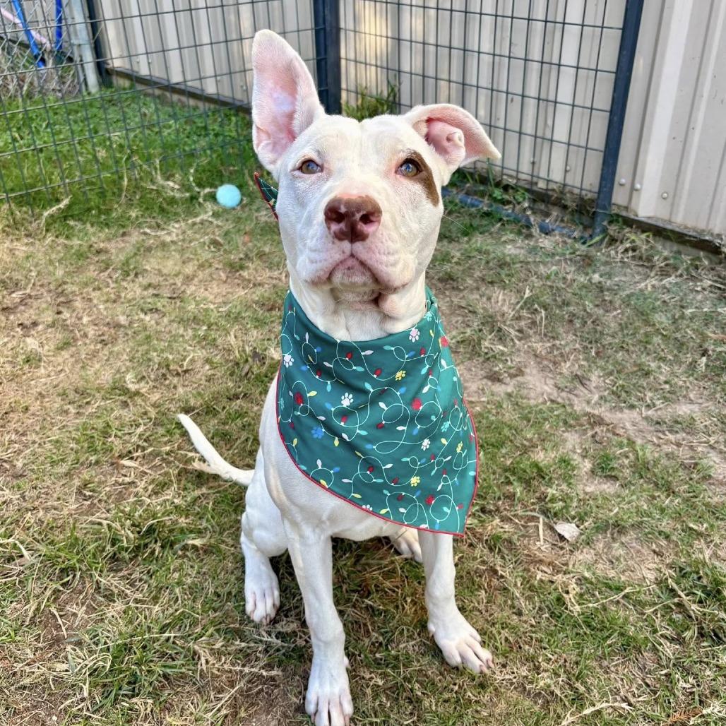 Enlarge Winter, a Adoptable American Staffordshire Terrier in Pittsburgh, PA image 5/5