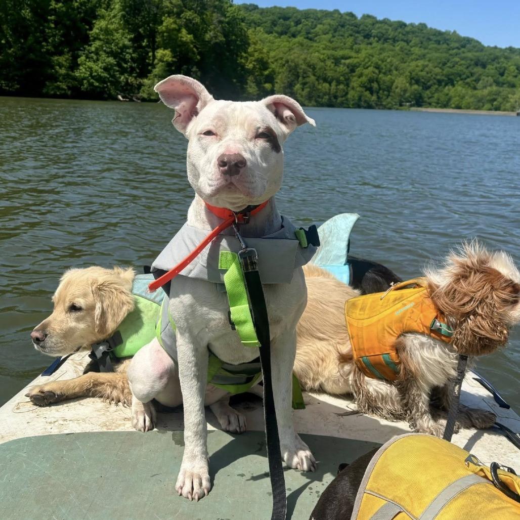 Enlarge Winter, a Adoptable American Staffordshire Terrier in Pittsburgh, PA image 6/6